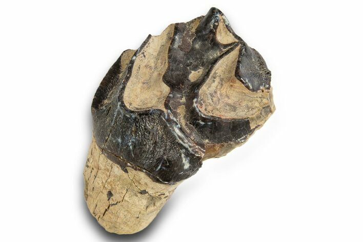 Fossil Eocene Coryphodon Mammal Tooth - Wyoming #316491